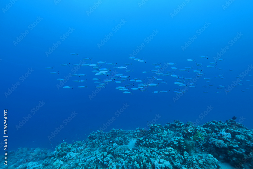 Underwater scene with reef and fishes in blue, Abu Dabab, Marsa Alam area, Red Sea, Egypt