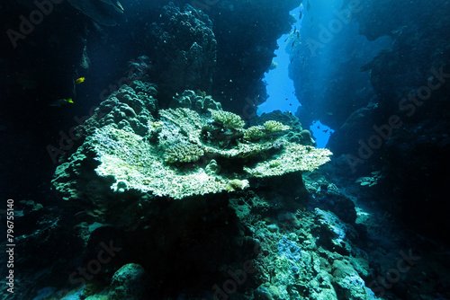 Underwater corridors and caverns near Abu Dabab  Marsa Alam area  underwater photograph  Red Sea  Egypt