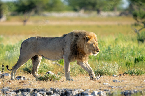 Fototapeta Naklejka Na Ścianę i Meble -  Male lion going to Rietfontein waterhole  in Etosha National Park in Namibia