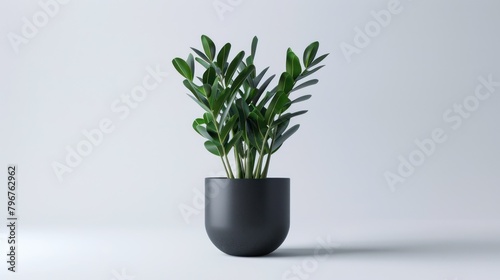 Zamioculcas zamiifolia or ZZ plat, zuzu plant, interior decor potted plant isolated on white background.