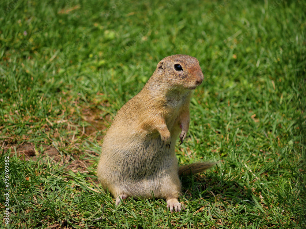 Cute gopher Zeisel on the grass in the park Blumengrten Hirschstetten in Wien Cute gopher Zeisel on the grass in the park Blumengrten Hirschstetten in Wien