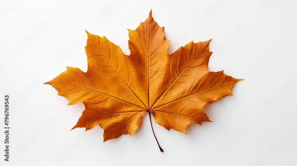 A single brown maple leaf on a white background. A single brown maple leaf on a white background.
