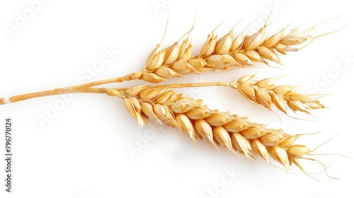 Sprig of organic farming harvest wheat seeds isolated on white background.