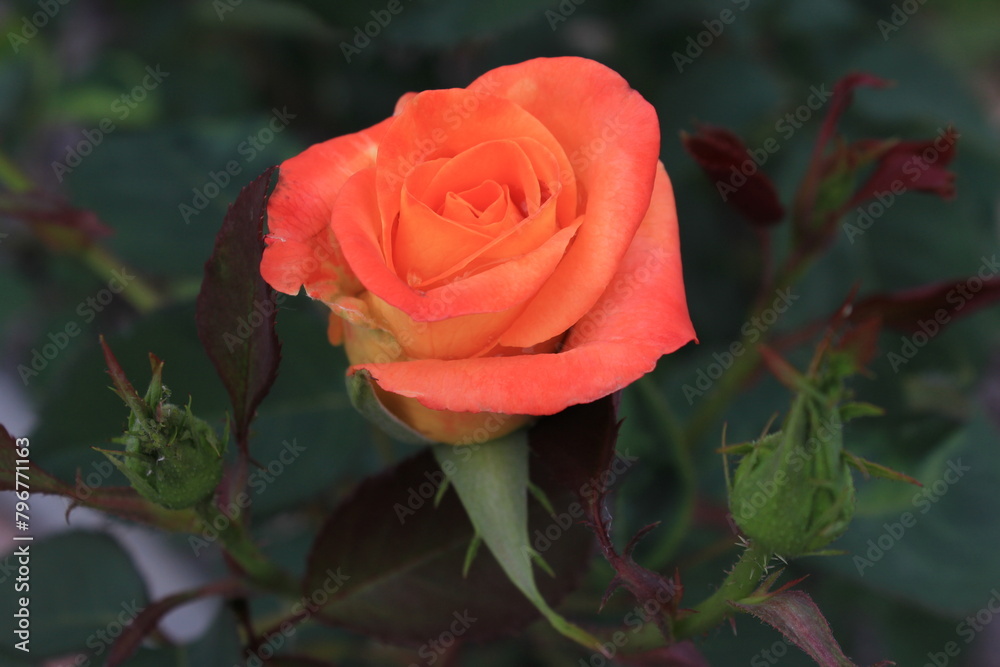 Beautiful, newly bloomed rose in the garden Beautiful, newly bloomed rose in the garden
