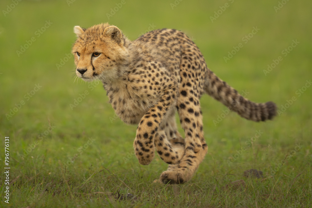 Cheetah cub runs across grass lifting forepaws Cheetah cub runs across grass lifting forepaws