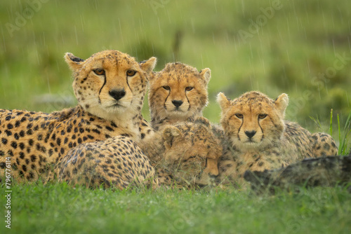 Close-up of three cubs lying with cheetah