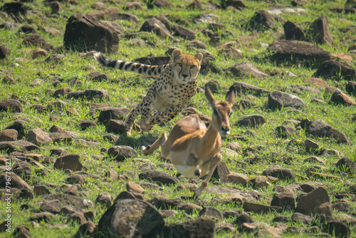 Female cheetah chases female impala over rocks photo