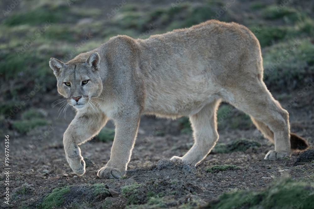 Obraz premium Puma walks down grassy slope turning head