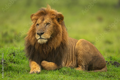 One-eyed male lion lies on grassy mound photo