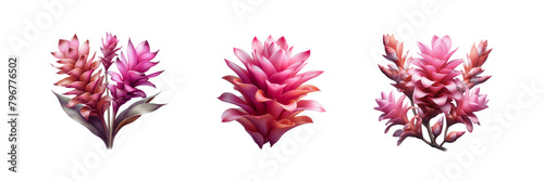 Set of exotic pink turmeric flower twig, illustration, isolated over on transparent white background