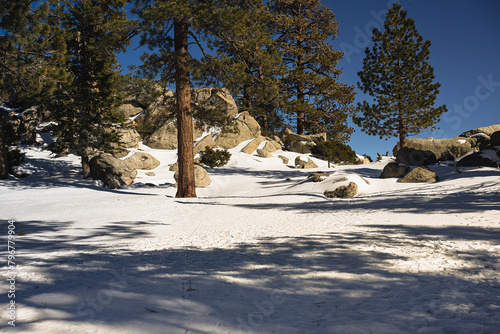 2023-12-31 SNOWY SCENE AT THE SAN JACINTO STATE PARK WITH LOCAL TREES AND BLOULDER ON A HILLSIDE NEAR PALM SPRINGS CALIFORNIA