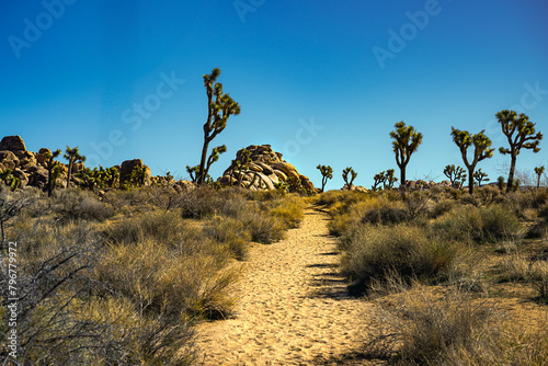 2023-12-131 A SAND TRAIL IN JOSHUA TREE NATIONAL PARK WITH SEVERAL TREES AND A ROCK FORMATION IN THE DISTANCE WITH A BLUE SKY