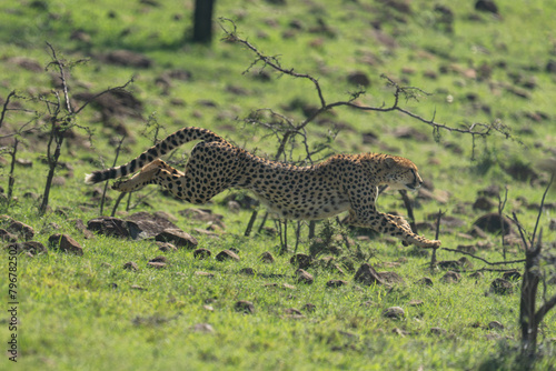 Female cheetah jumps over rocks on slope