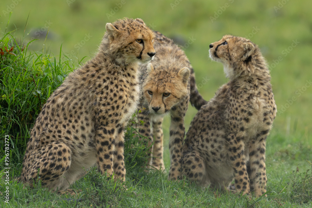 Fototapeta premium Three cheetah cubs on grass in rain