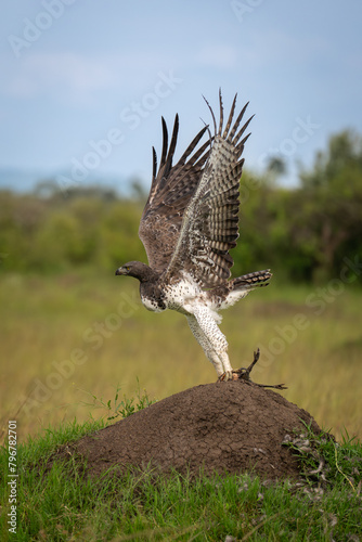 Martial eagle takes off from termite mound photo