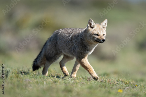 South American gray fox runs across plain © Nick Dale