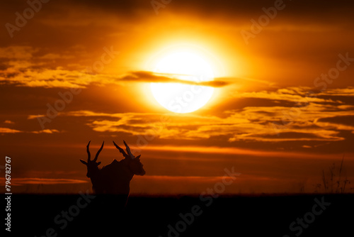 Two common elands stand silhouetted at sunset photo