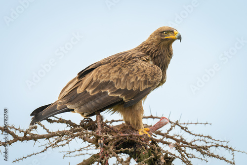 Steppe eagle guards kill on whistling thorn
