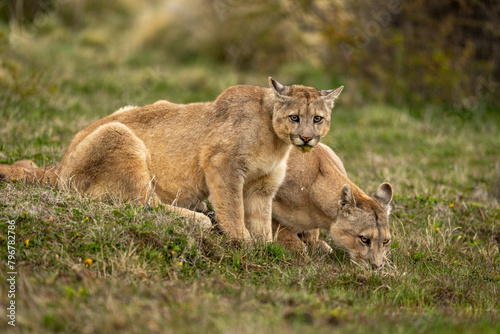 Two pumas drink from pond in scrubland