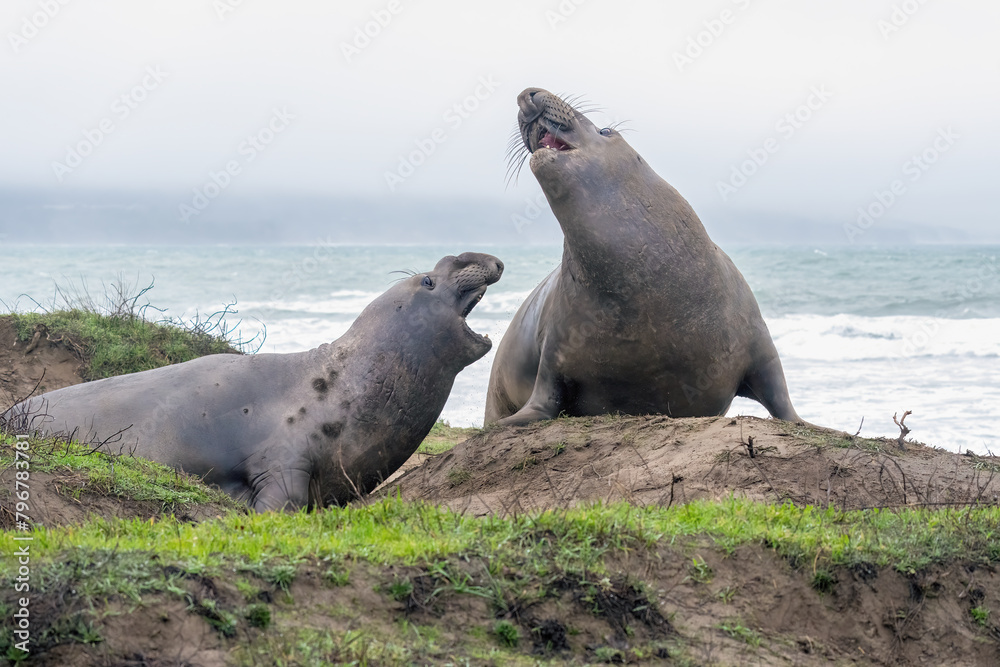 Fototapeta premium Elephant Seals on the beach in California fighting, nursing, and mating.