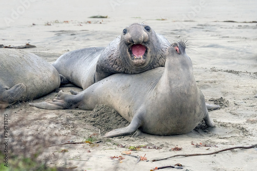 Elephant Seals on the beach in California fighting, nursing, and mating. photo