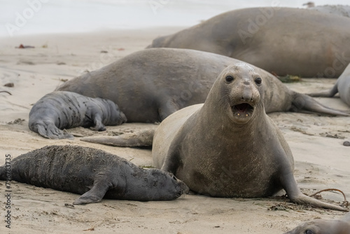Elephant Seals on the beach in California fighting, nursing, and mating. © kcapaldo