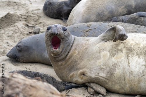 Elephant Seals on the beach in California fighting, nursing, and mating.