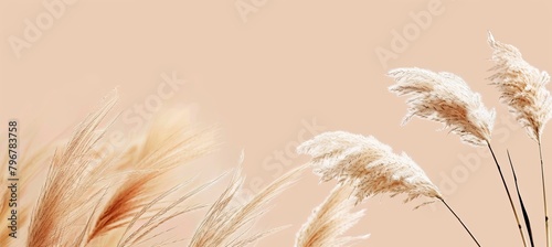 pampas grass  banner with copy space vibe