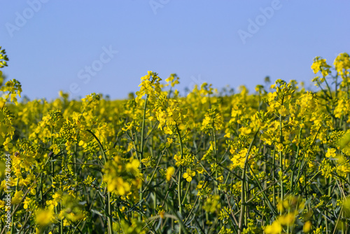 Blooming canola field and blu sky with stormy clouds © Oleh Marchak