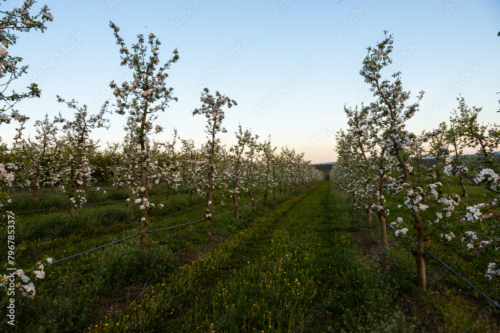 apple trees in the spring in the orchard, young apple trees on a plantation in the countryside