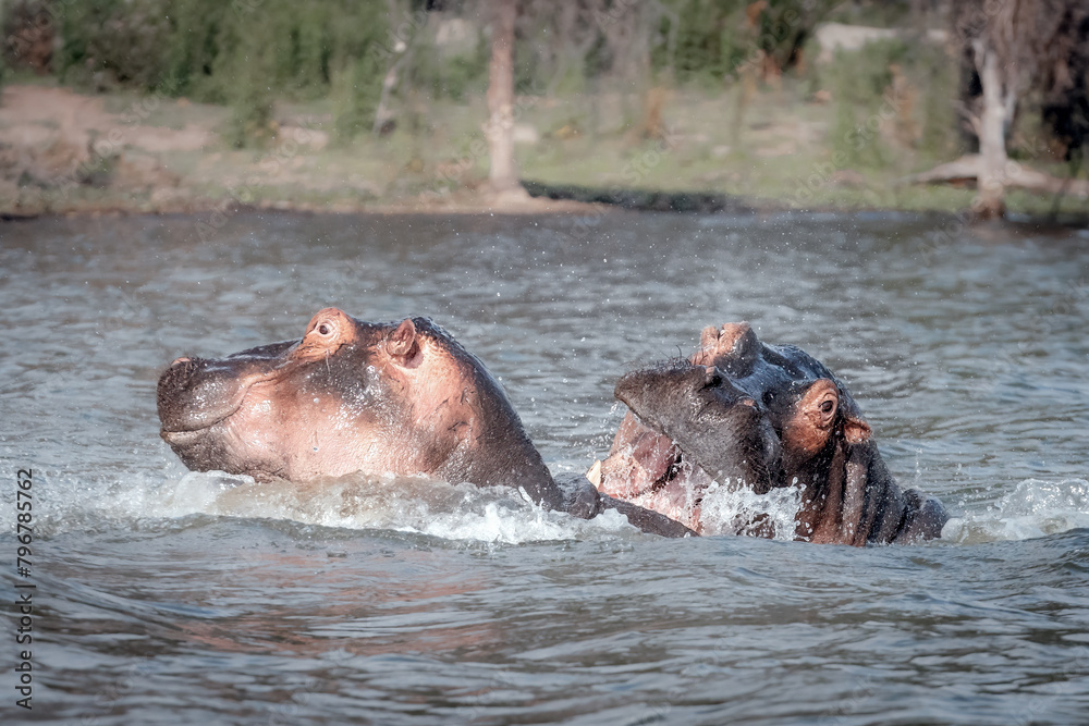 two hippopotamus fighting in water two hippopotamus fighting in water