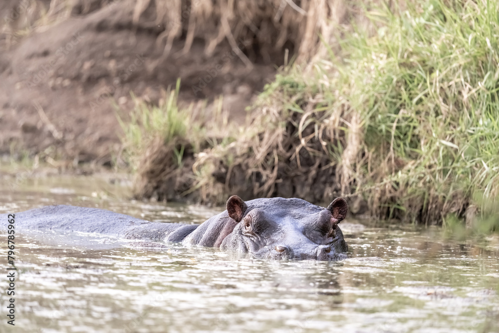 hippopotamus in water hippopotamus in water