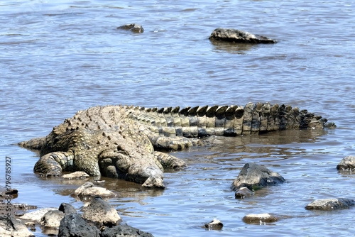 crocodile in the water
