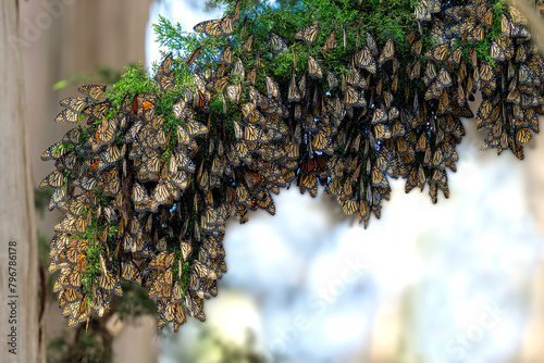Monarch Butterflies in cluster hanging from tree in Santa Cruz California.