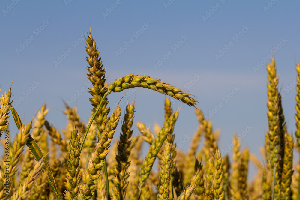 Wheat meadow. Ripe Gold Barley field in summer. Nature organic Yellow rye plant Growing to harvest. World global food with sunset in farm land autumn scene background. Happy Agricultural countryside