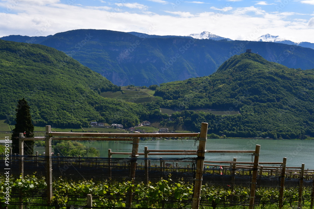 Fototapeta premium Weinberge und der Kalterer See in Südtirol 