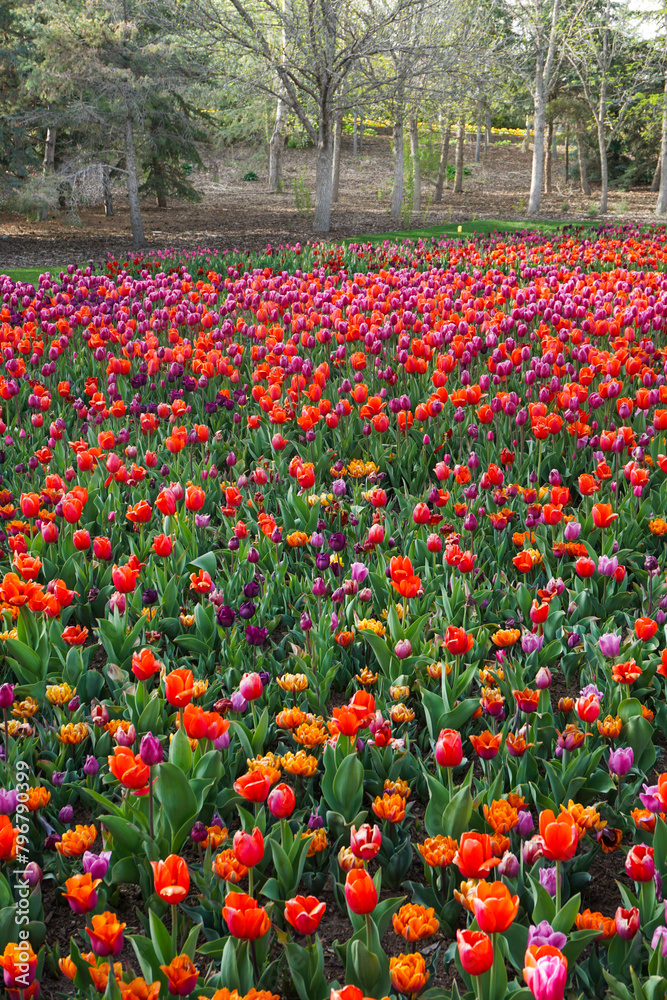 Mixed tulip field