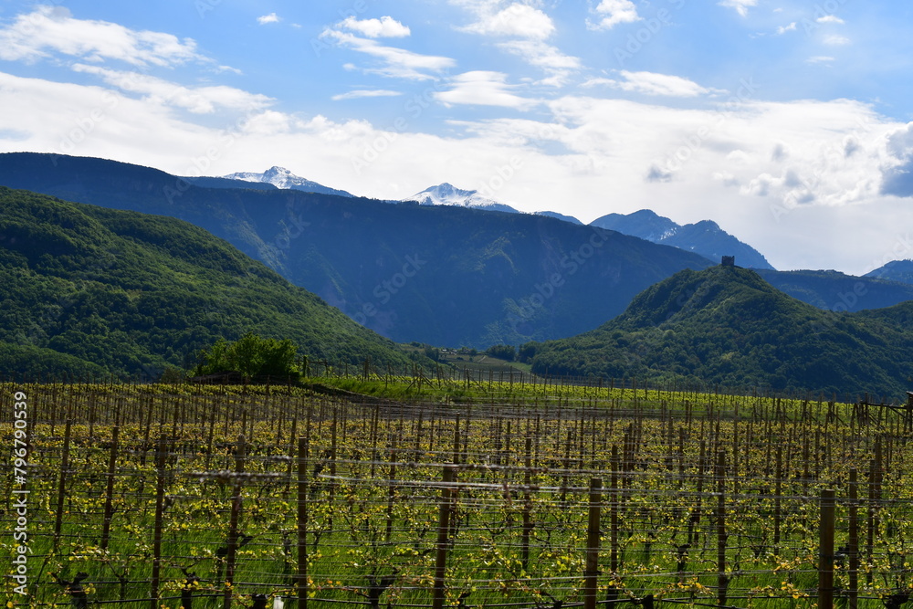 Fototapeta premium Weinberge um den Kalterer See in Südtirol 