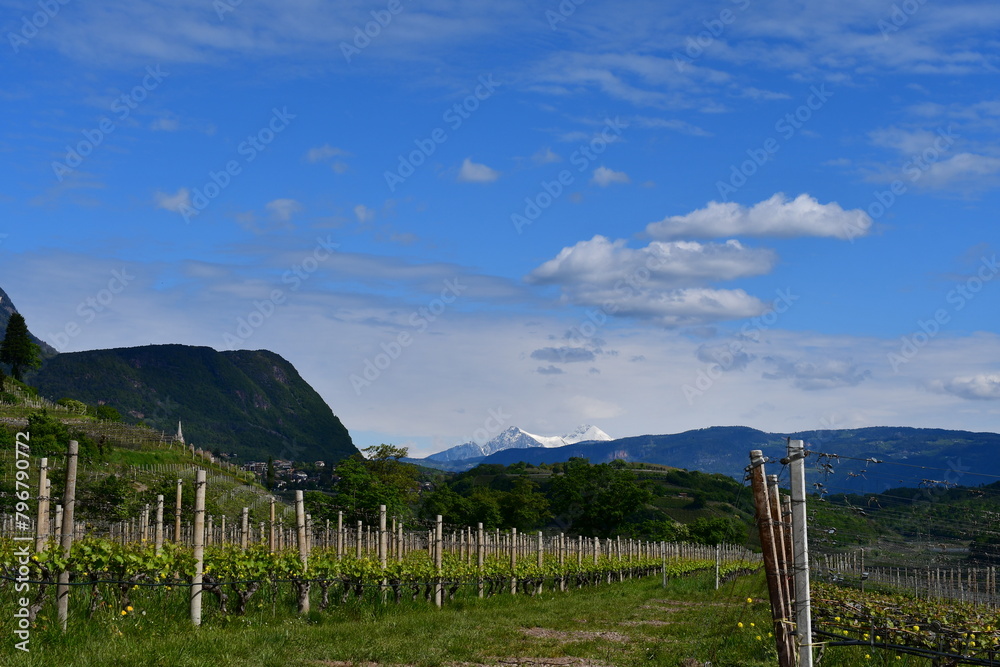 Die Weinberge bei Kaltern in Südtirol 