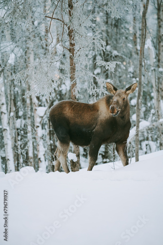 Moose foraging for food in the snow in alaska america