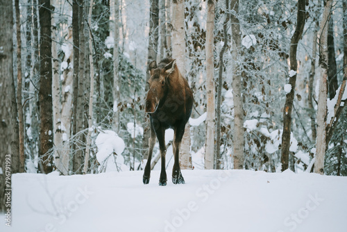 Moose foraging for food in the snow in alaska america