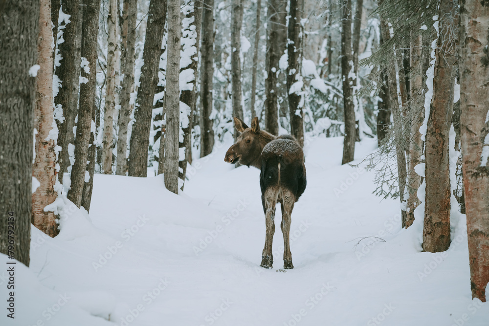 Fototapeta premium Moose foraging for food in the snow in alaska america