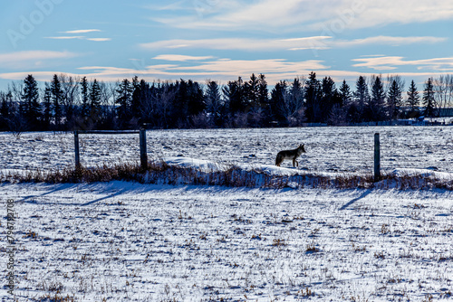 Snowy farmers fields, Rocky View County Alberta Canada