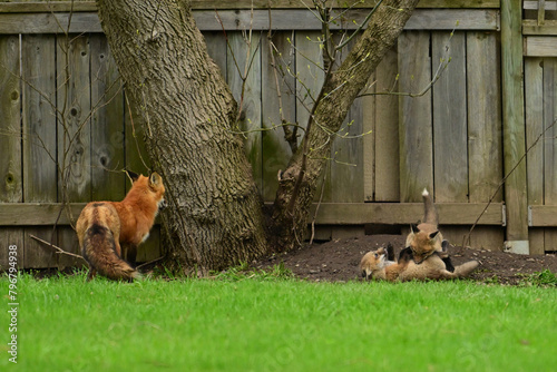 Urban Wildlife baby red fox cubs playing outside there den under a backyard fence 