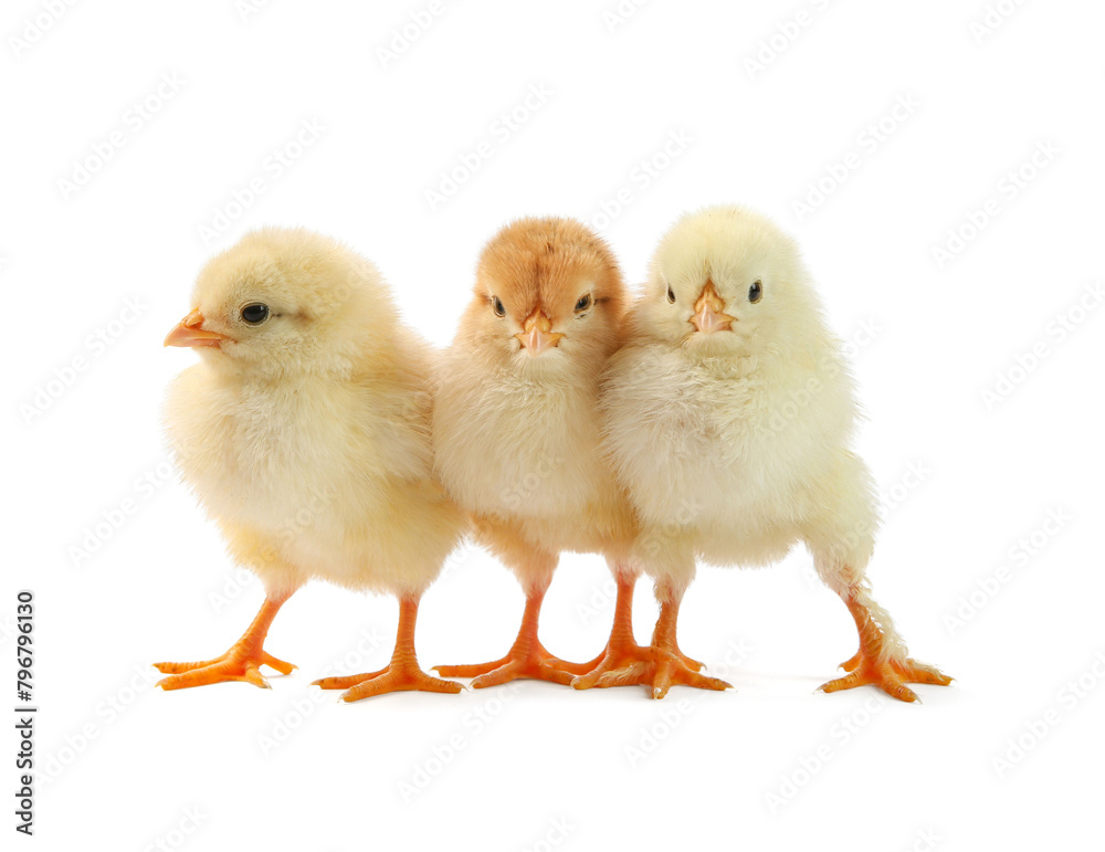 Cute chicks isolated on white. Baby animals