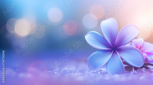 beautiful blue flower