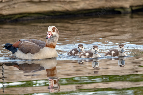 Three goslings amd Mum