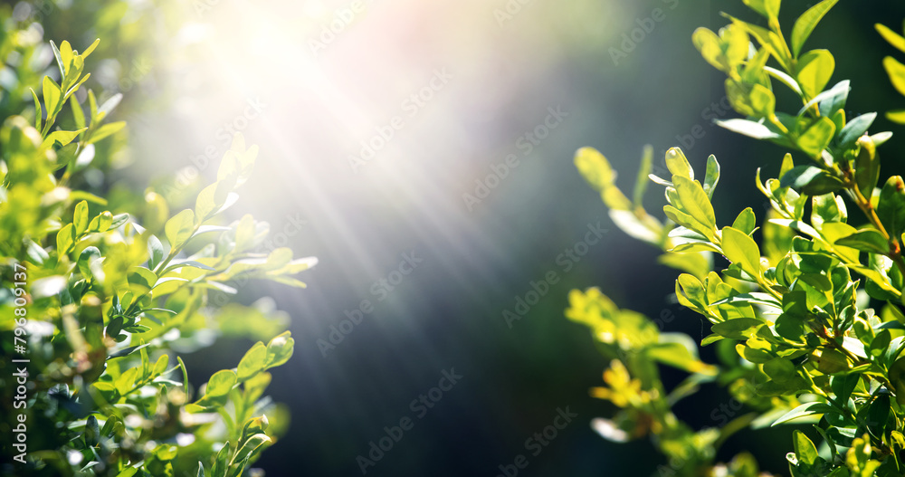 Obraz premium Green twigs of boxwood in summer on a sunny day