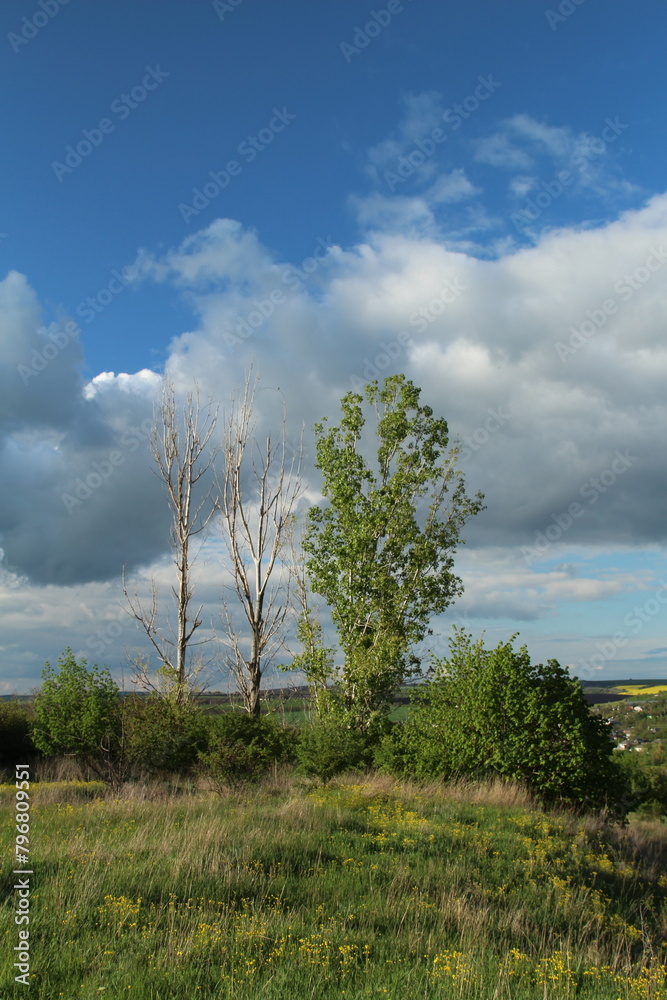 Obraz premium A group of trees in a field