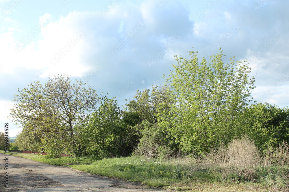 A group of trees next to a road A group of trees next to a road